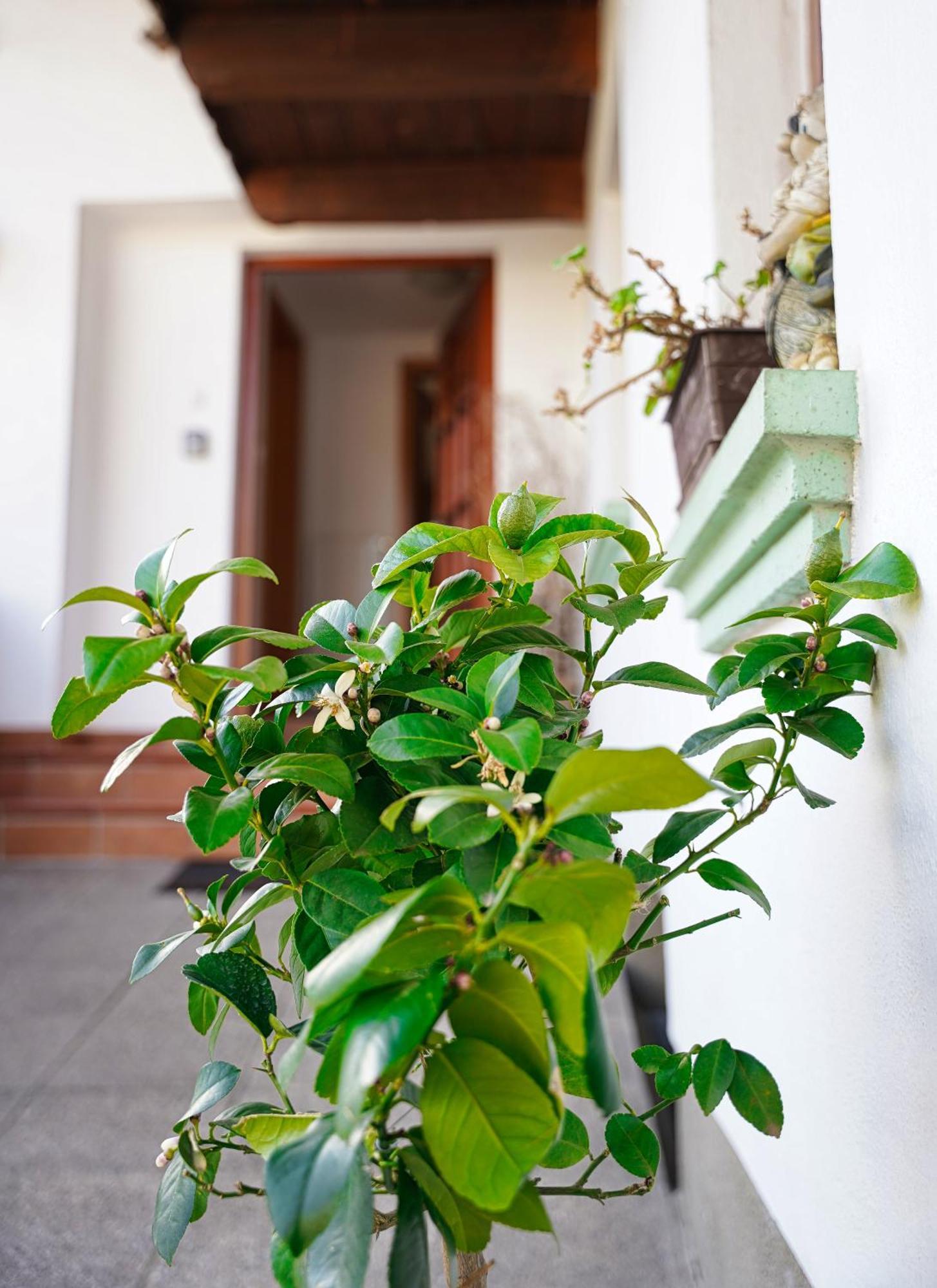 Pr' Pavleto Apartment